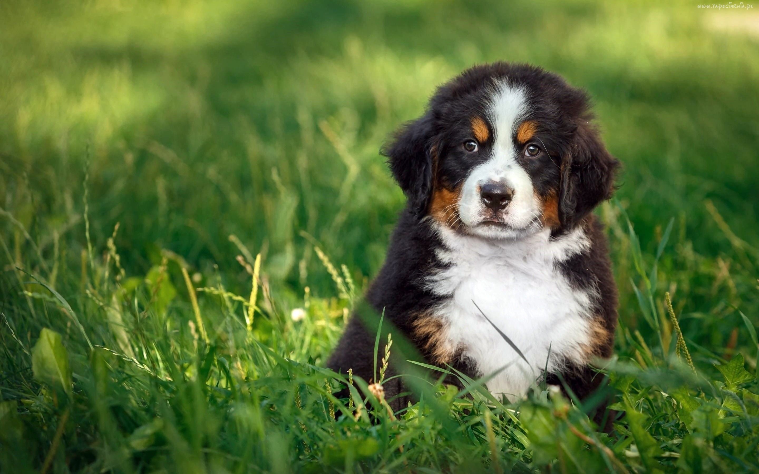 Download wallpapers berner sennenhund puppy pets green grass sennenhund dogs cute animals bernese mountain dog small sennenhund berner sennenhund dog for desktop with resolution x high quality hd pictures wallpapers