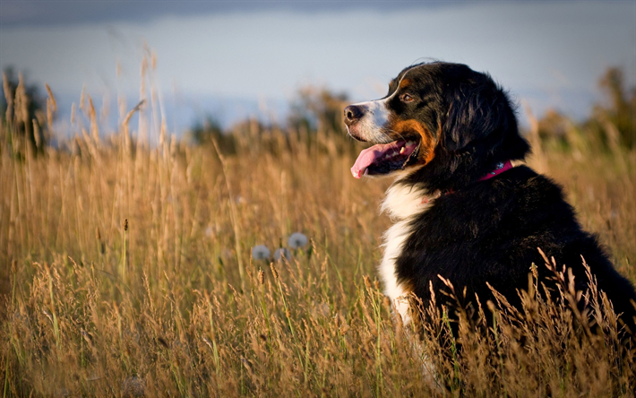 Download wallpapers berner sennenhund meadow pets sennenhund dogs cute animals bernese mountain dog berner sennenhund dog for sktop free pictures for â sennenhund tier wallpaper ausgestopftes tier