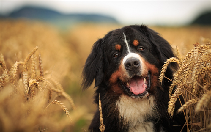 Download wallpapers berner sennenhund bernese mountain dog berner black and white dog ears of wheat pet switzerland swiss alps for desktop free pictures for desktop free