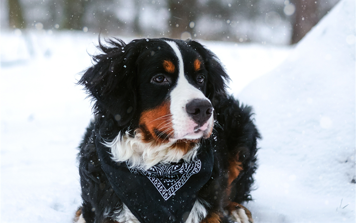 Download wallpapers bernese mountain dog k pets winter cute animals dogs berner sennenhund for sktop free pictures for sktop free hunrassen sããe hunrassen niedliche hun