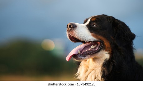 Berner sennenhund images stock photos vectors