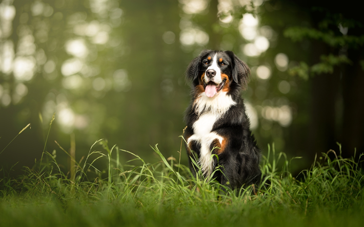 Download wallpapers berner sennenhund forest pets bokeh sennenhund dogs cute animals bernese mountain dog small sennenhund berner sennenhund dog for deâ dog pictures mountain dogs bernese mountain dog