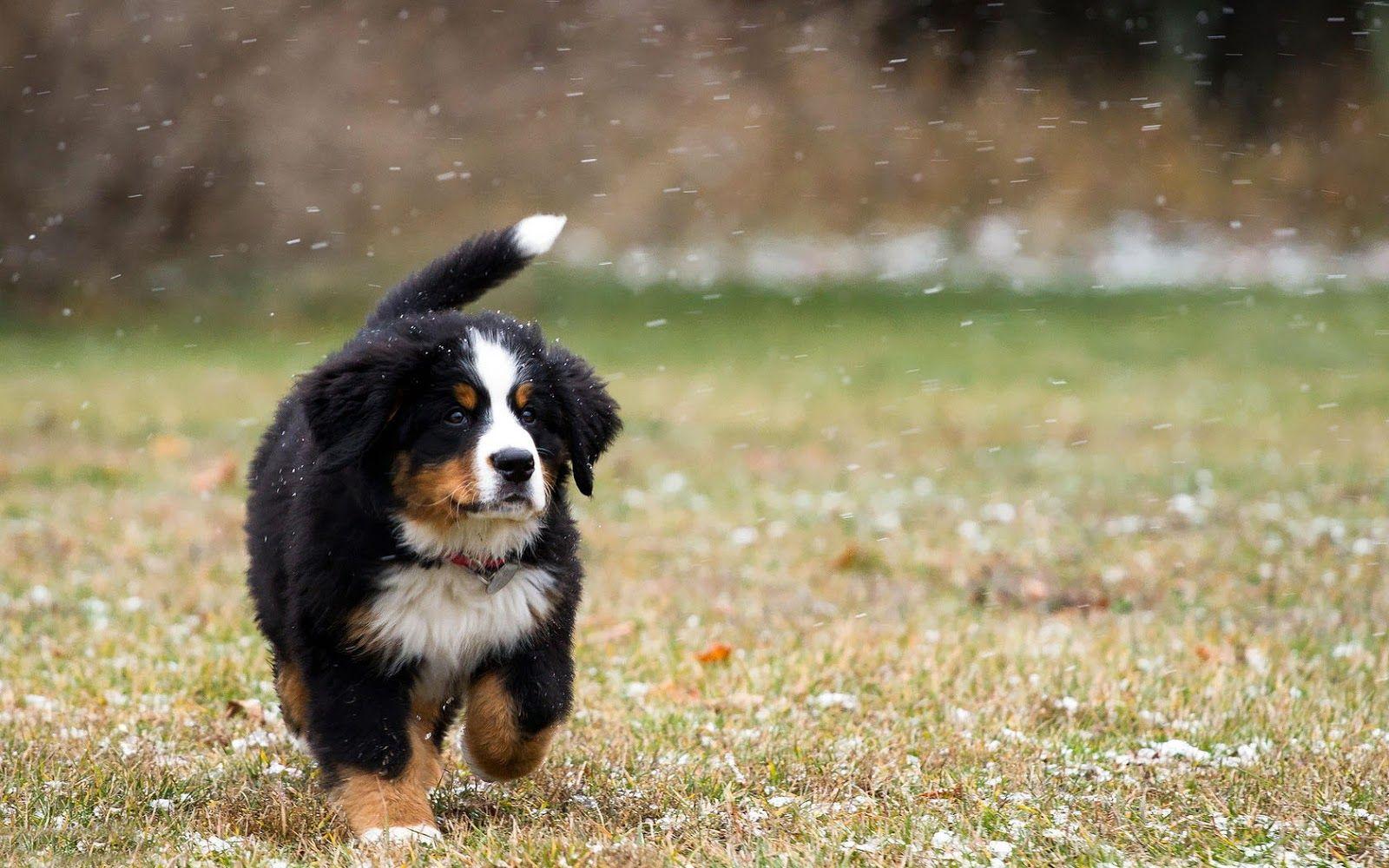 Bernese mountain dog wallpapers