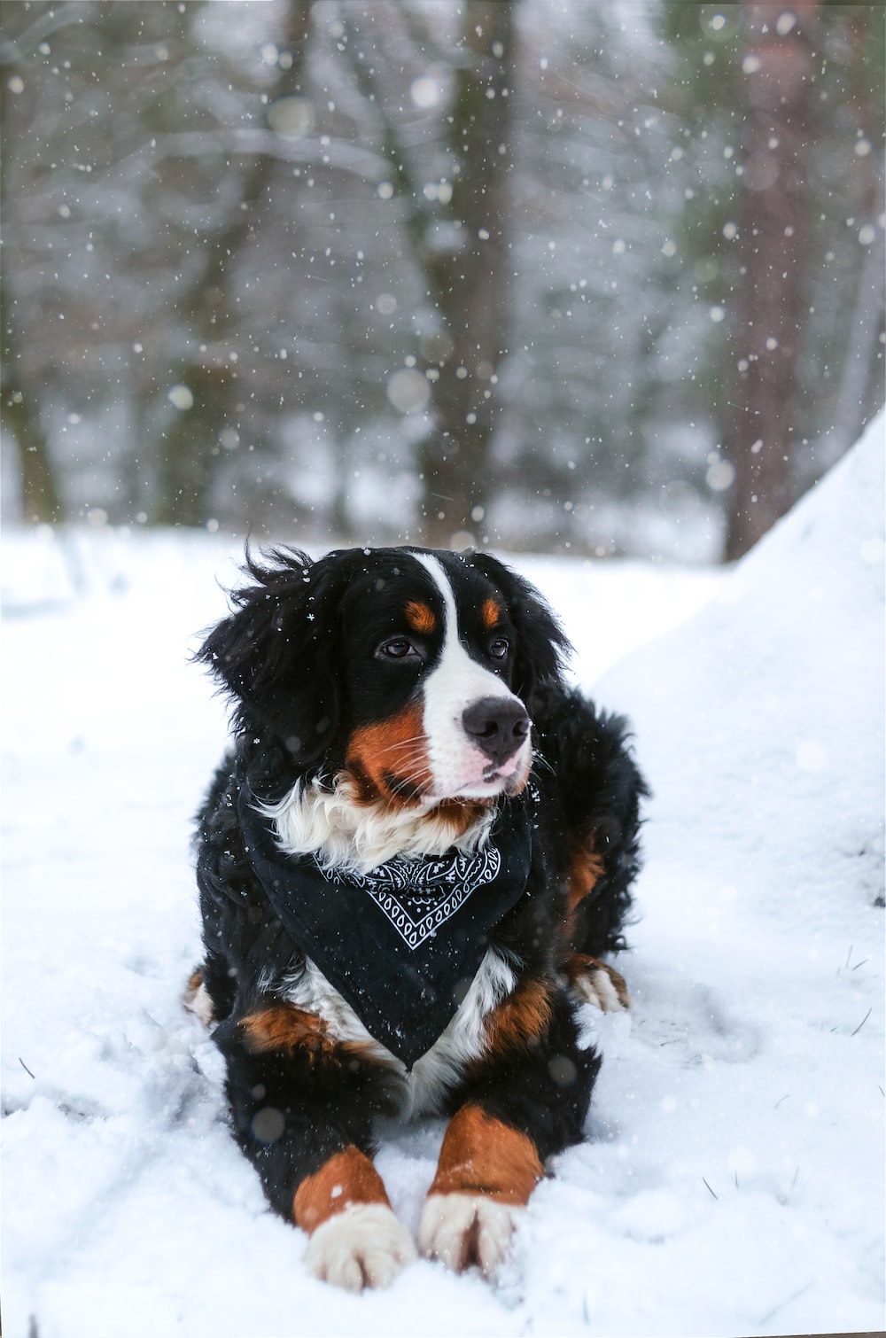 Bernese mountain dog pictures download free images on