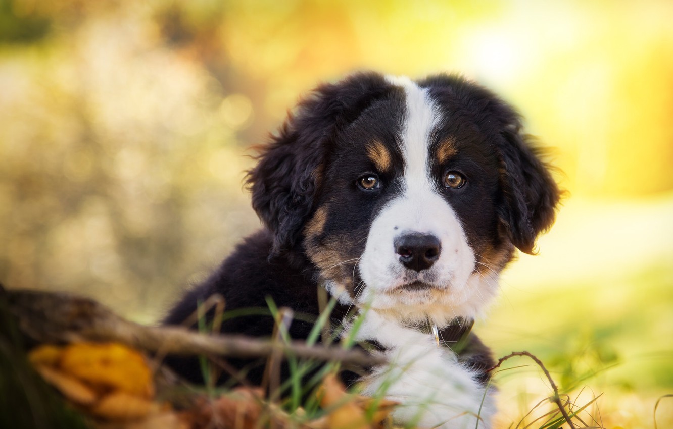 Wallpaper look dog puppy face bernese mountain dog images for desktop section ñððððºð