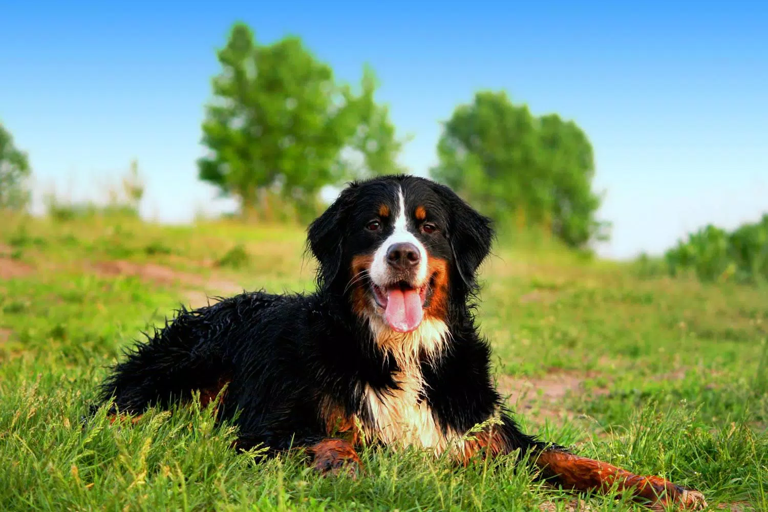 Bernese mountain dog wallpaper apk fãr android herunterladen