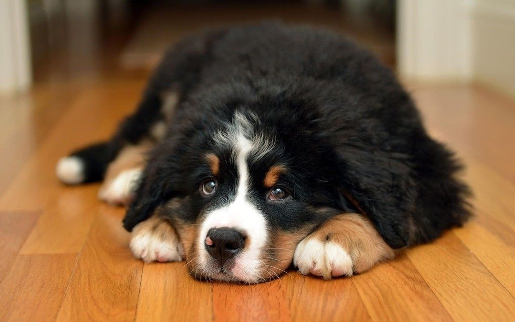 Puppy relaxed bernese mountain dog wallpaper puppies bernese mountain dog puppy pet dogs