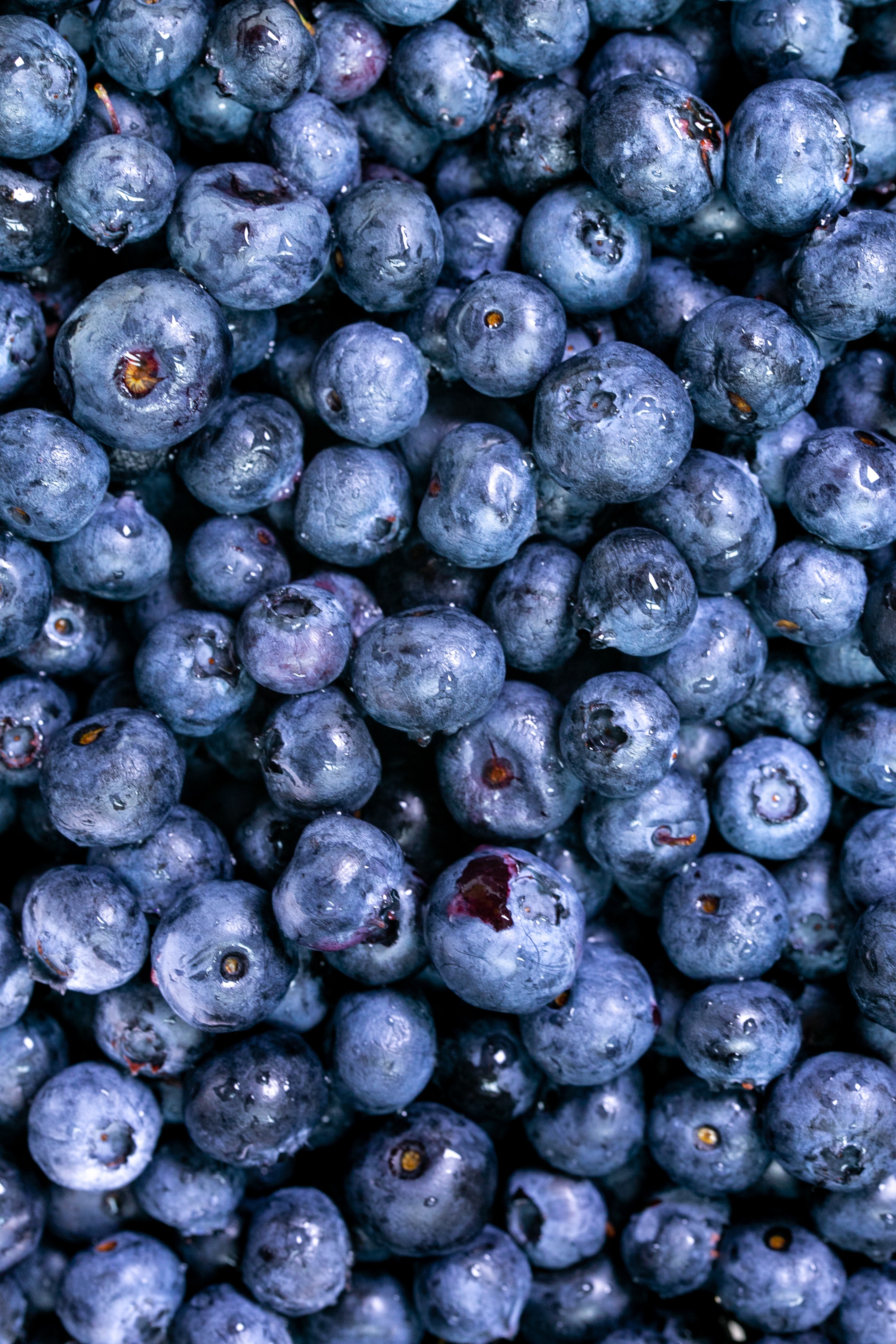 Berries photos download free berries stock photos hd images