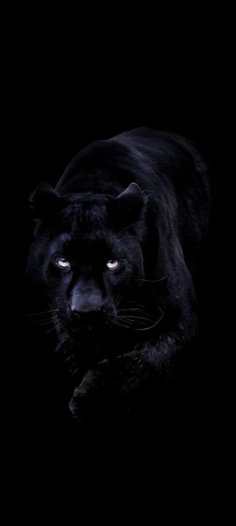 Black wallpaper for phones with black panther picture