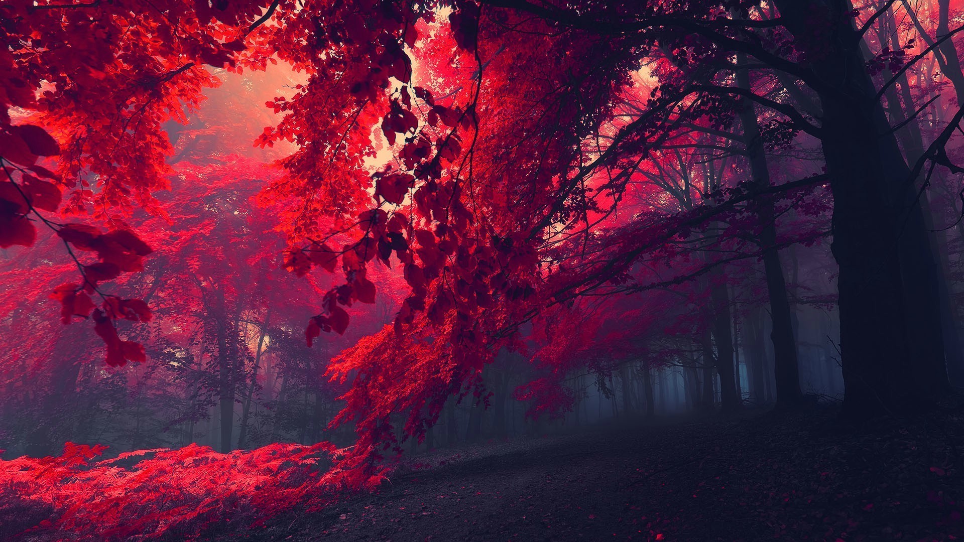 Red nature wallpaper pictures
