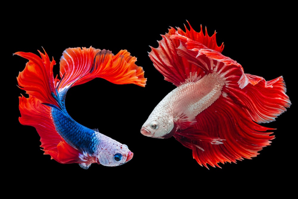 Beta fish pictures download free images on