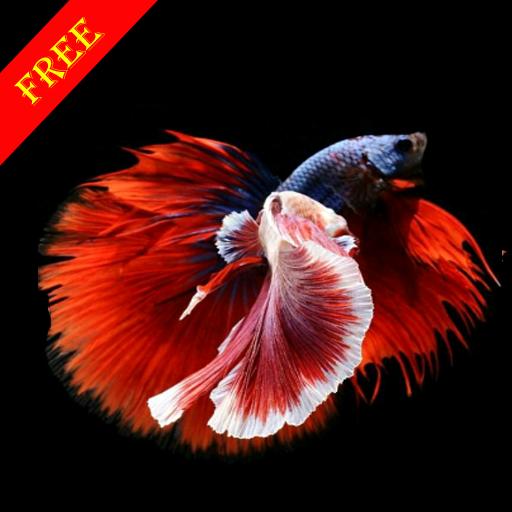 Androidì beta fish hd wallpaper apk ëìëë