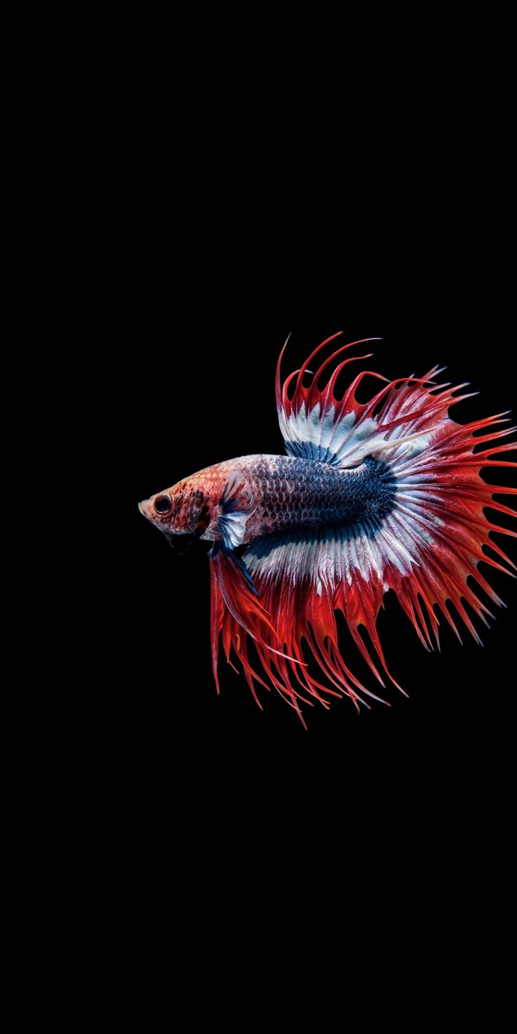 Download x wallpaper betta fish siamese fighting fish close up lg v lg g x hd image background betta fish fish wallpaper betta