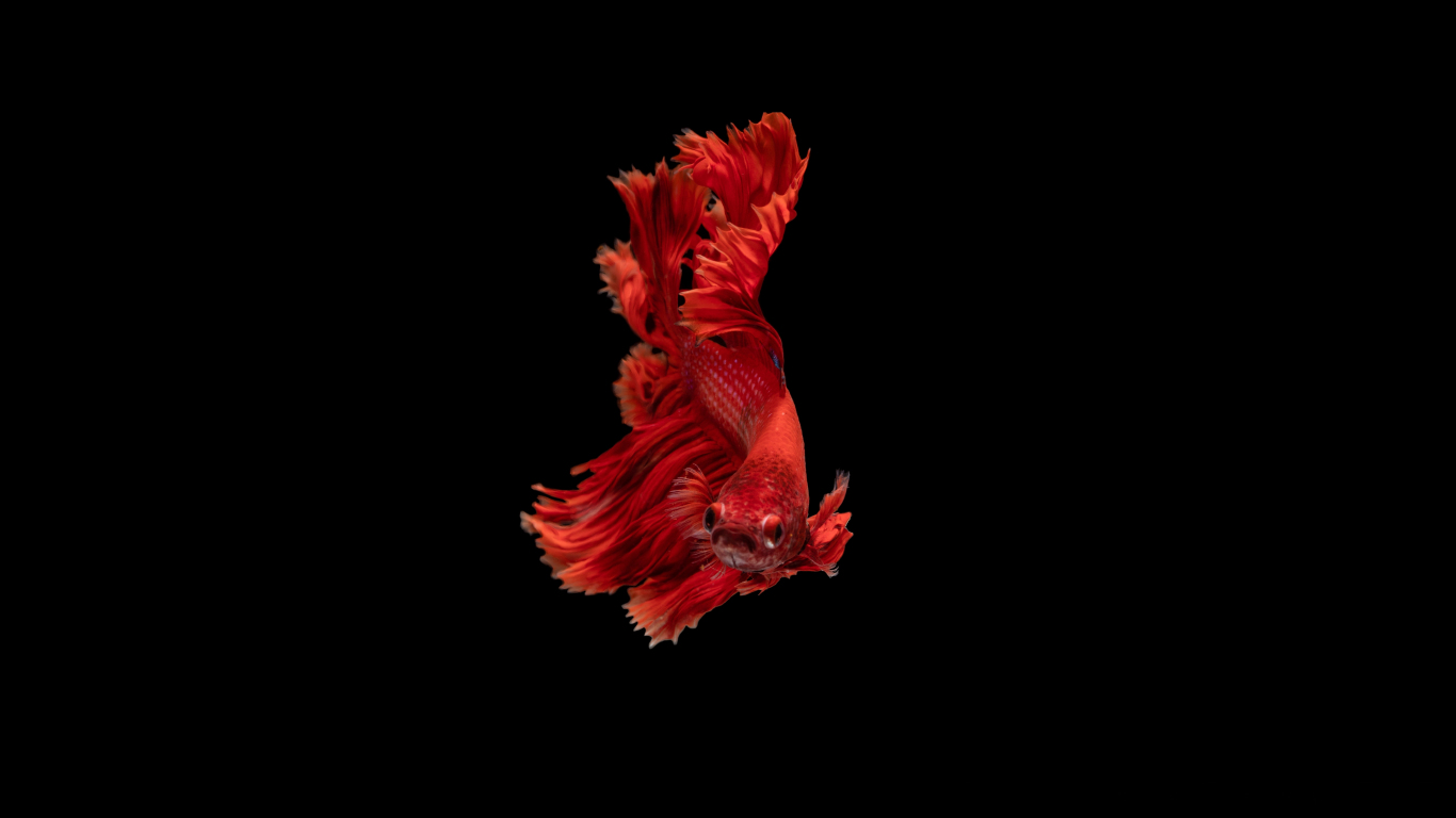 Download wallpaper x red beta fish siamese fighting fish minimal tablet laptop x hd background