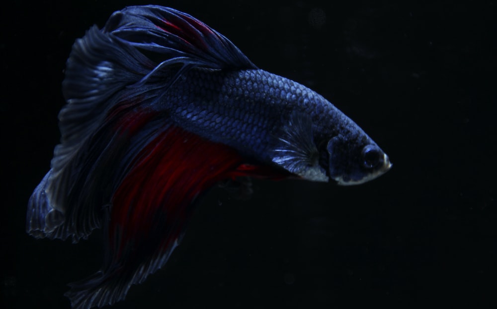 Black and red betta fish wallpaper photo â free wallpapers image on