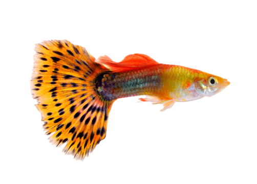 Guppy fish png transparent images free download vector files