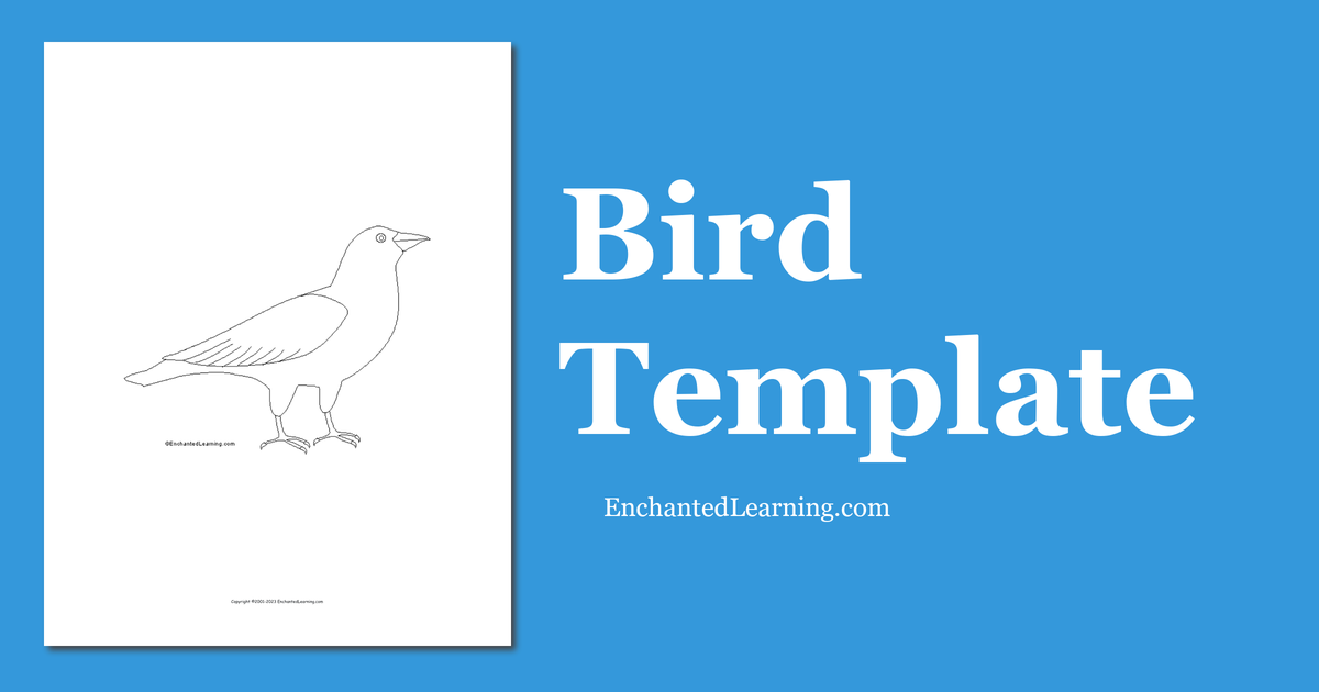 Bird template
