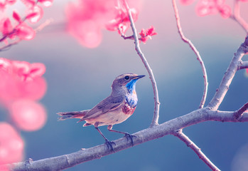 Download Free 100 + bird wallpaper free