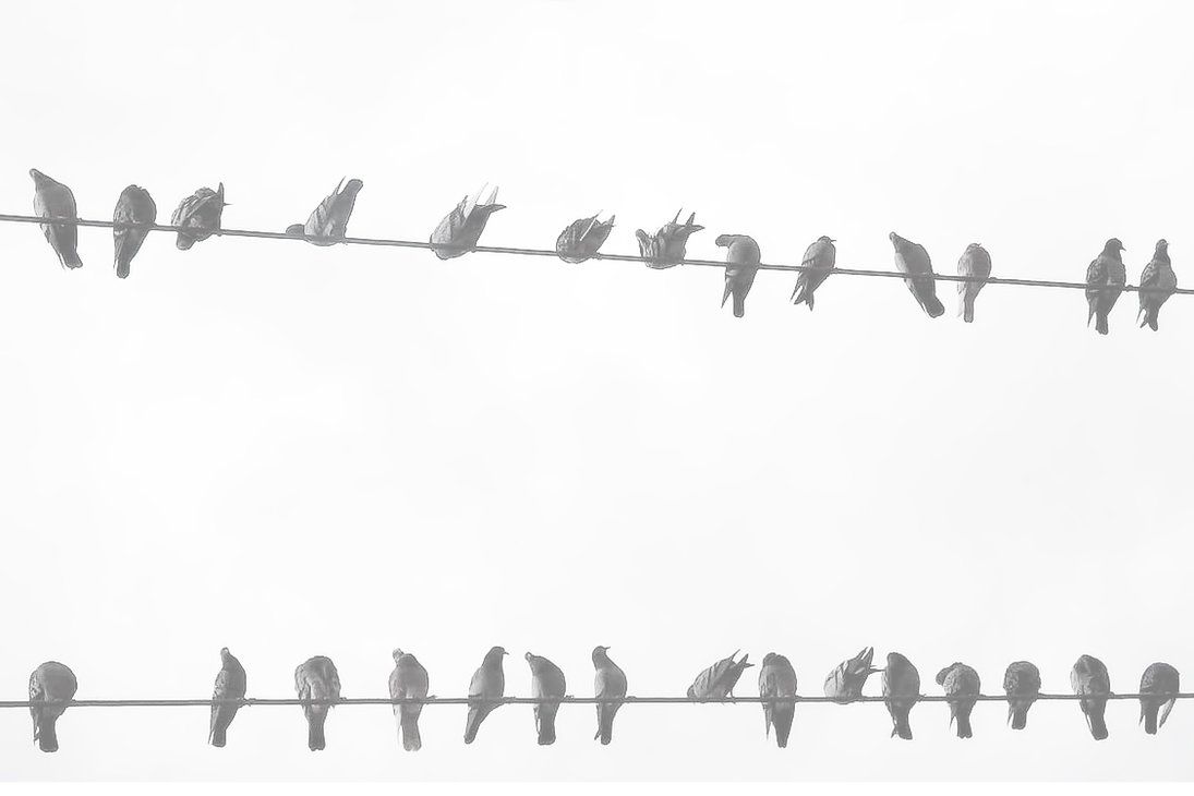 Tumblr background picture birds by fiction