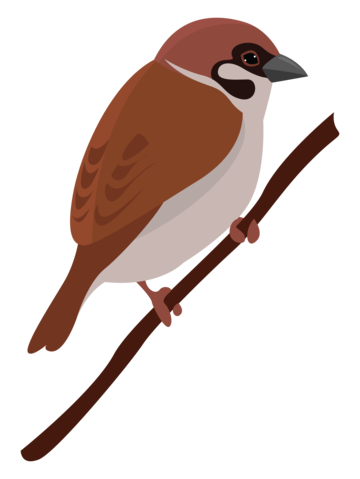 Sparrow drawing png transparent images free download vector files