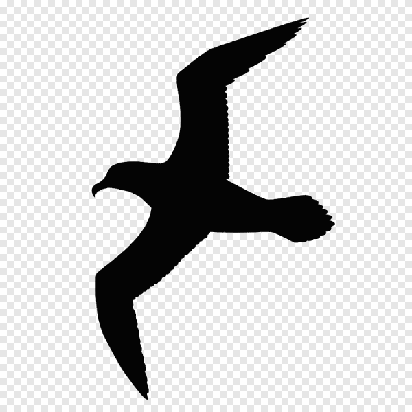 Bird petrel drawings photos drawings for sketching and more