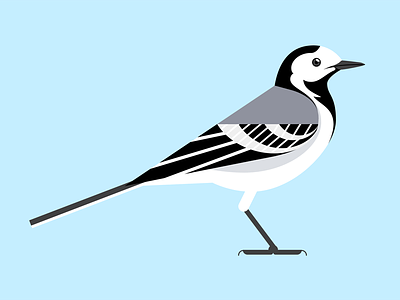 Browse thousands of wagtail images for design inspiration