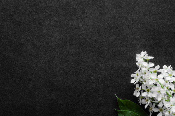 Download Free 100 + black and white floral background tumblr Wallpapers