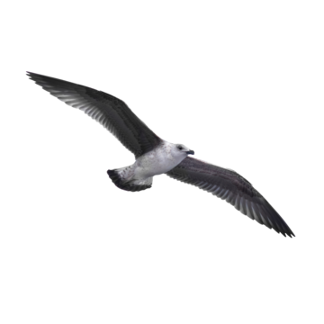 Seagull png vector psd and clipart with transparent background for free download