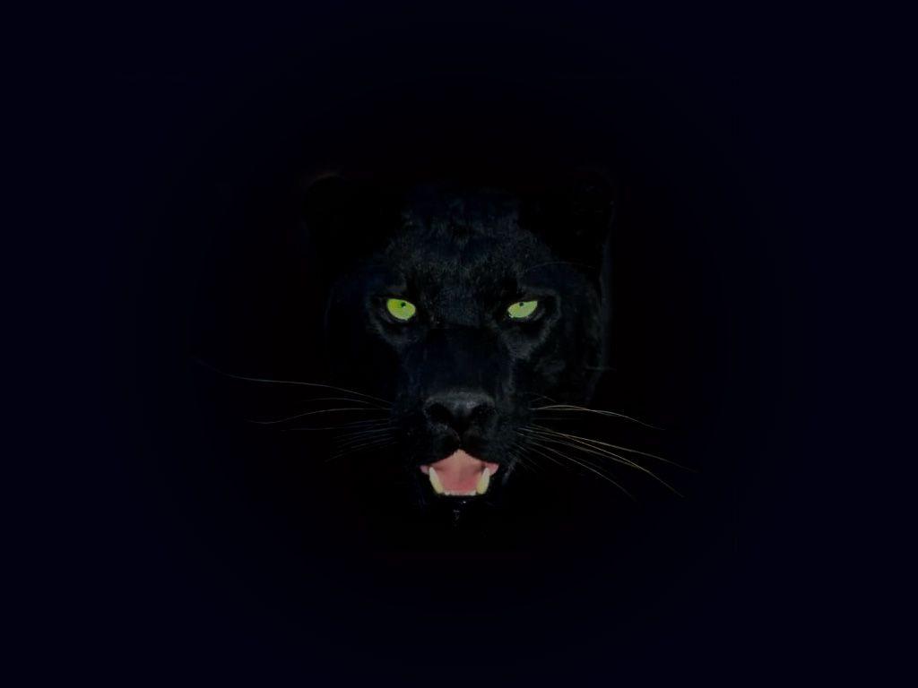 Black animal wallpapers