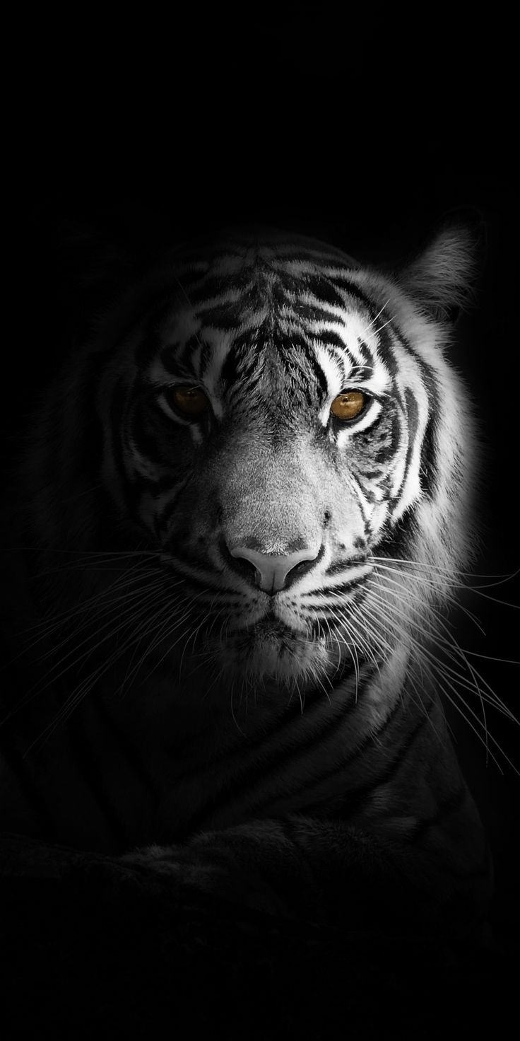 Portrait minimal white tiger dark wallpaper tiger photography tiger wallpaper iphone tiger pictures