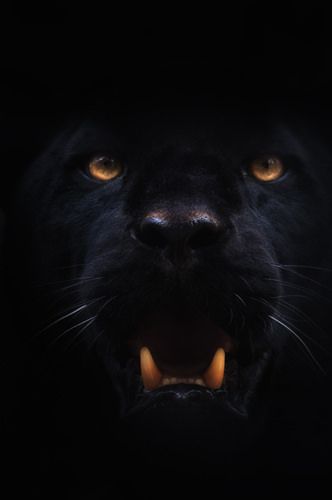 Black hd wallpaper ideas black hd wallpaper animals wild animal wallpaper