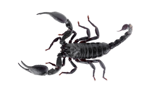 Scorpion png transparent images free download vector files