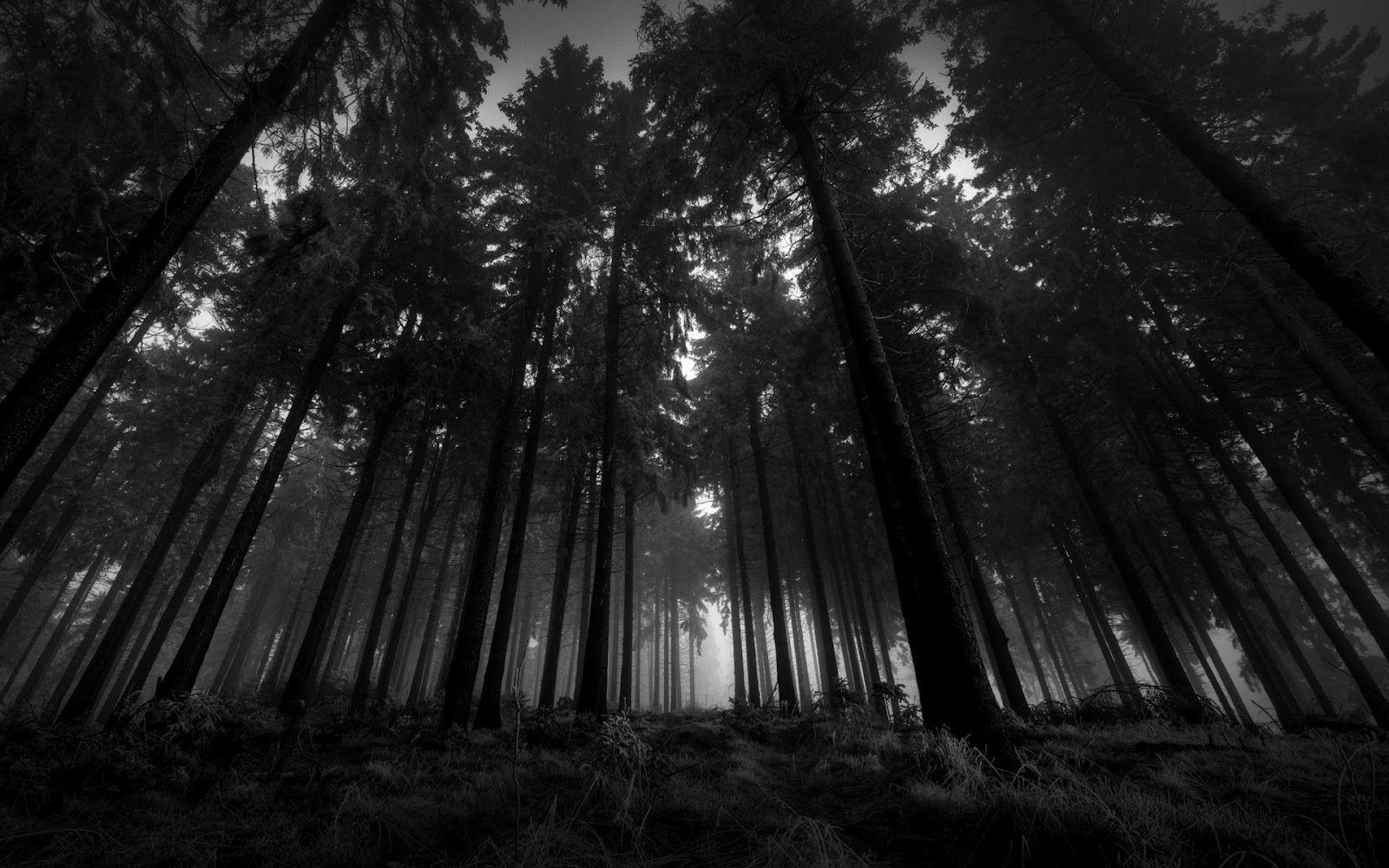 Black forest wallpapers