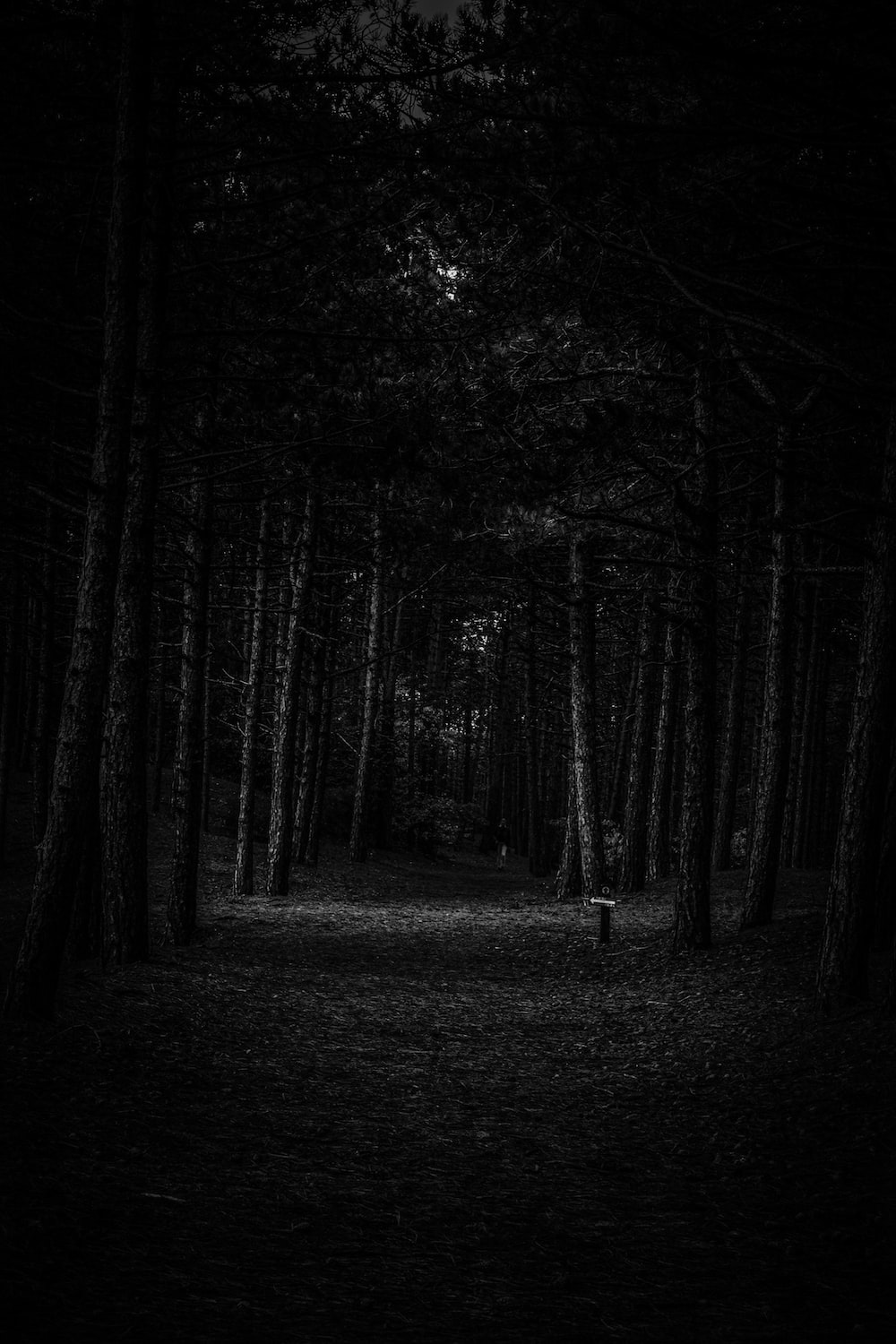 Dark forest pictures hd download free images on