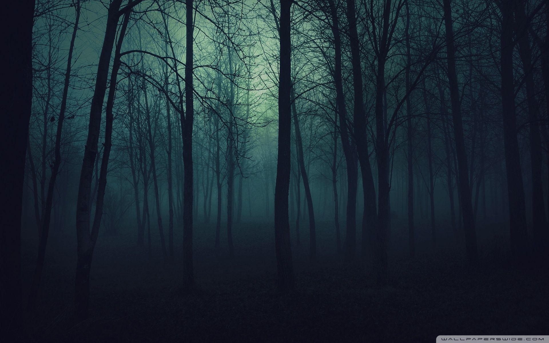 Dark forest wallpapers hd