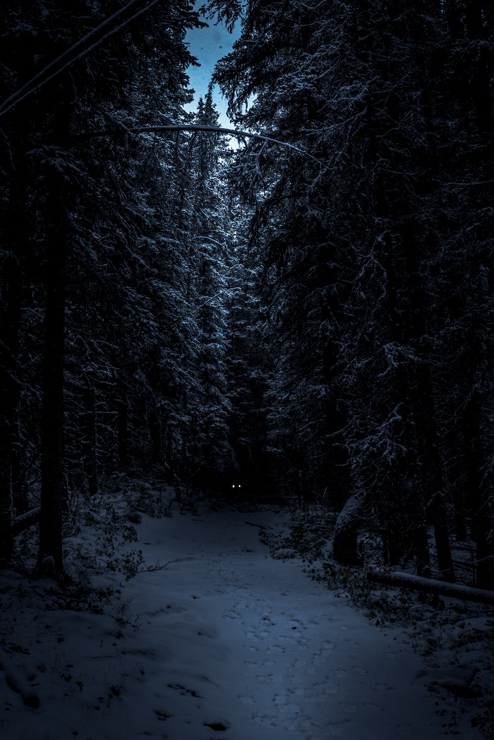 Dark Forest Photos, Download The BEST Free Dark Forest Stock