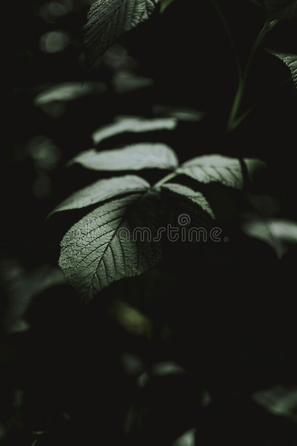 Green Leaf Photos, Download The BEST Free Green Leaf Stock Photos