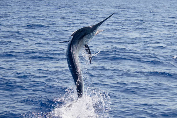 Black marlin stock photos pictures royalty