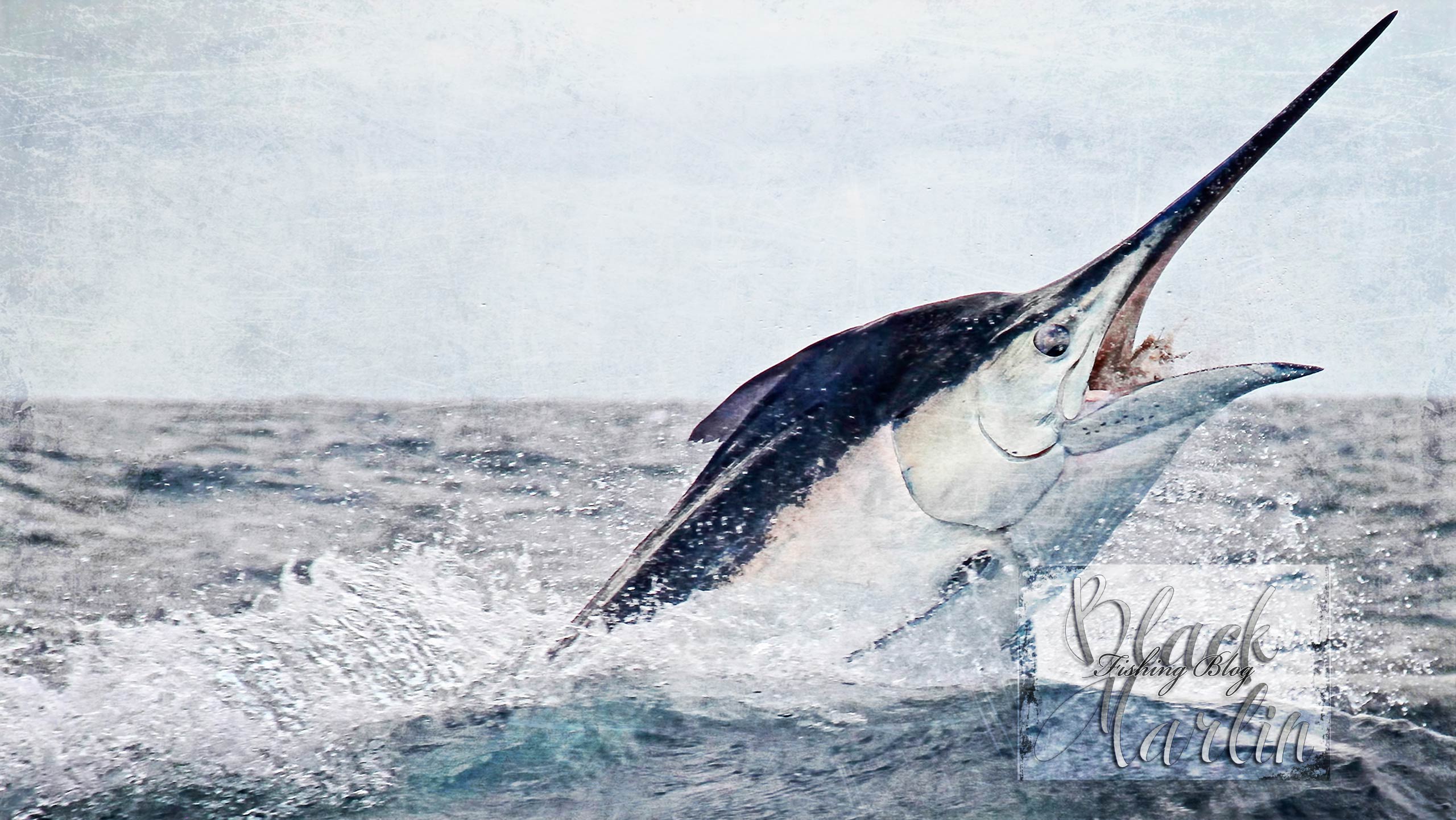 Freebies bmfb desktop wallpaper black marlin blog