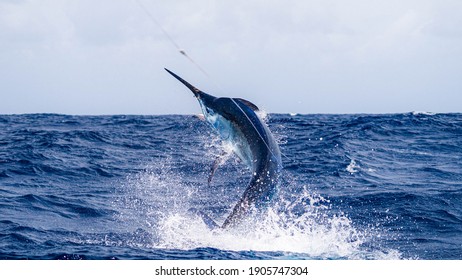 Marlin images stock photos vectors