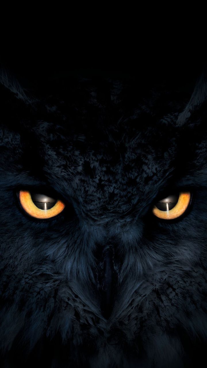 Owl dark glowing eyes muzzle x wallpaper owl wallpaper eyes wallpaper owl