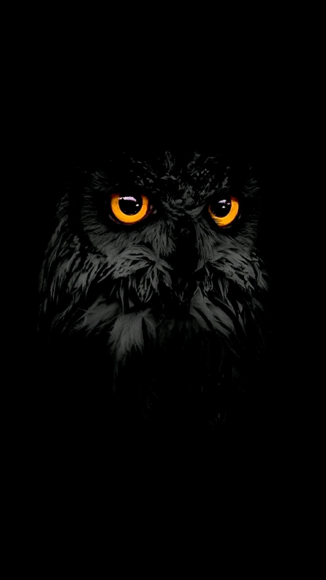 Black owl eyes iphone wallpaper