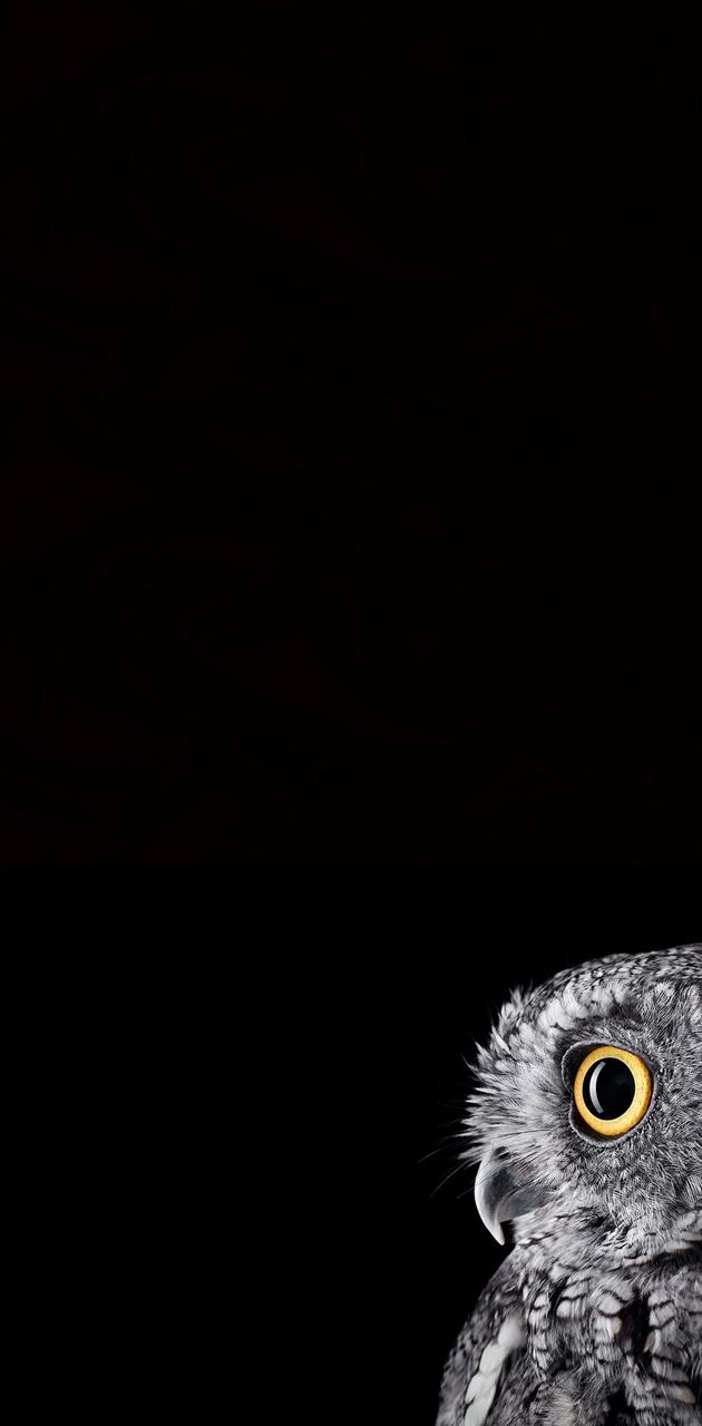 Amoled black owl wallpaper by thhckr