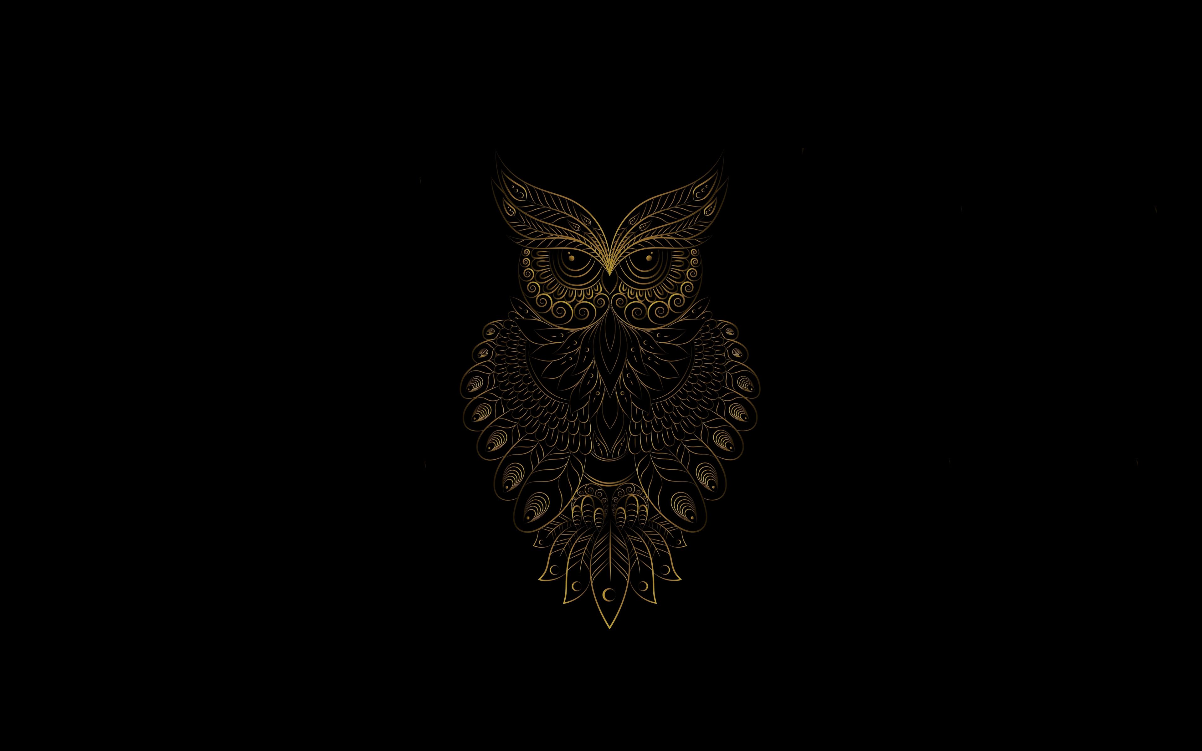 Black owl k wallpapers