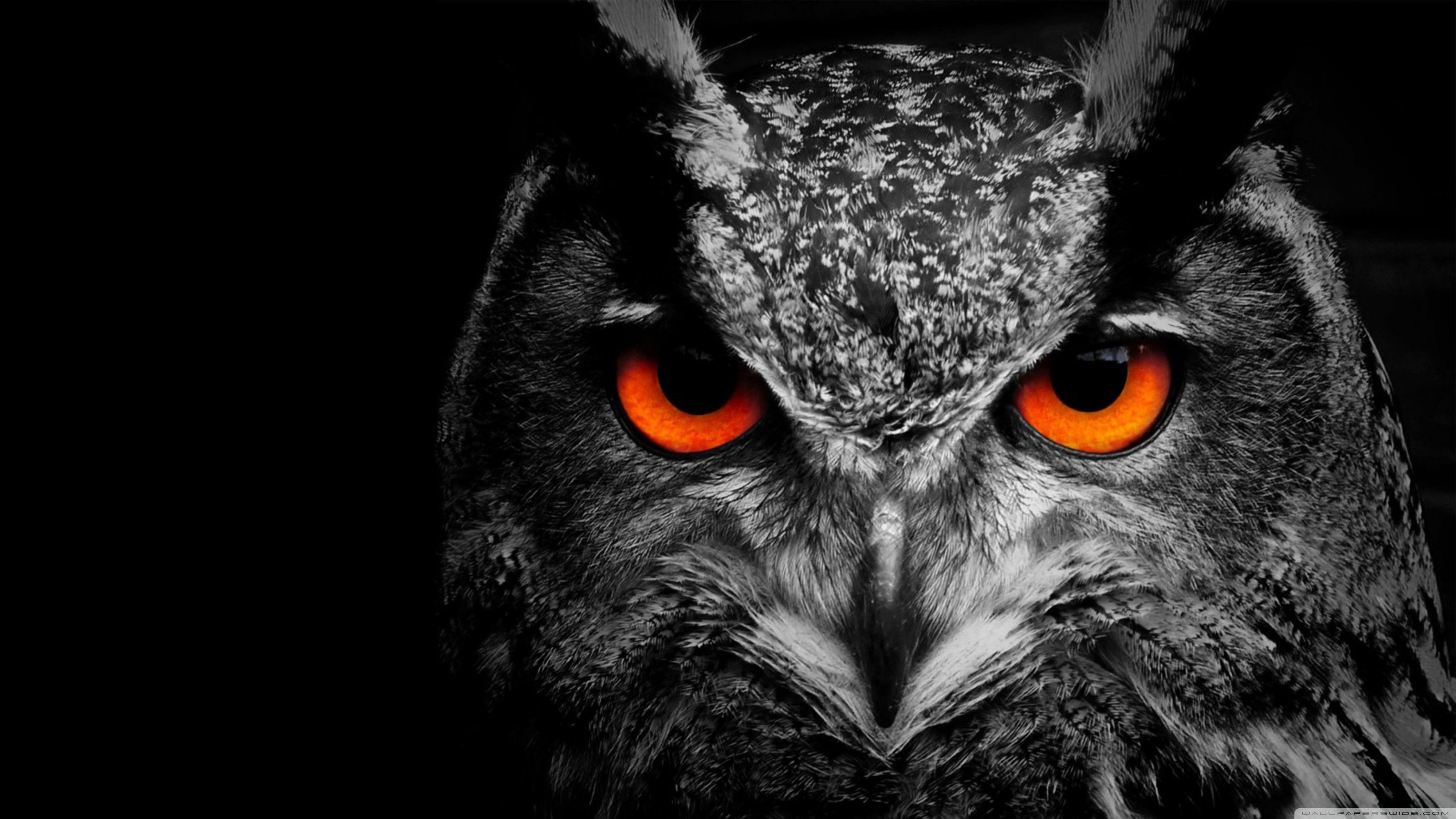 Black owl wallpapers