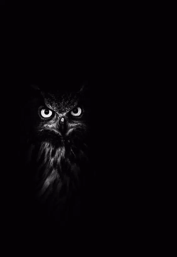 Ð black owl wallpaper ð apk for android download