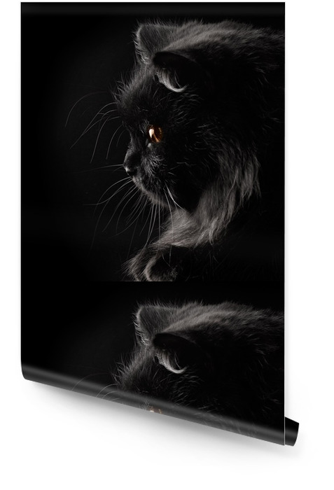 Download black persian cat wallpapers Bhmpics