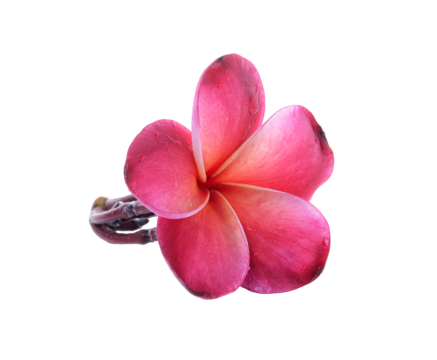 Bali flower png transparent images free download vector files