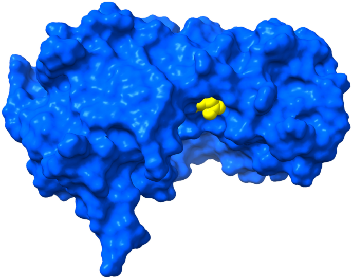 Unlocking the potential of marine asparaginase sources thalassas an international journal of marine sciences