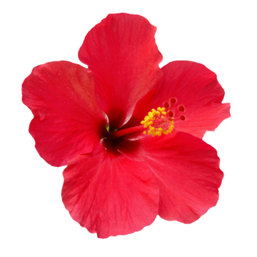 Hibiscus rosa sinensis png vector psd and clipart with transparent background for free download